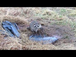 Pennsylvania Trapping: Checking the Trapline
