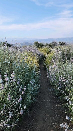 2.8K views · 103 reactions | Sunset Hills Trail in Thousand Oaks. bit.ly/vchiking #conejovalley #thousandoaks | Conejo Valley Guide | Facebook