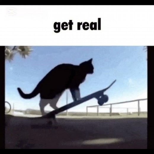 Funny cat gifs with sounds