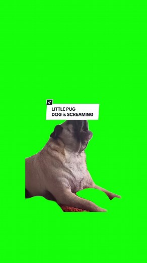 #CapCut PUG DOG is SCREAMING. #greenscreen #greenscreenvideo #greenscreenoverlays #fyp #fypシ #fypage #fypppppppppppppppppppppppppppppppppppppppppppppppppppppppppppppppppppppp #fyppage #fypシ❤️💞❤️ #meme #memes #memestagram #freefirememe #memepage #viral #viralvideos #viralreels #viralvideo #viralpost #meme2024 #trend #trendy #trending #trendingreels #trendtiktok #trendingtiktok #trendy