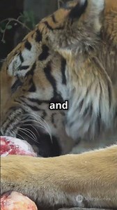 Sabertooth vs Black Panther Epic Showdown#shorts