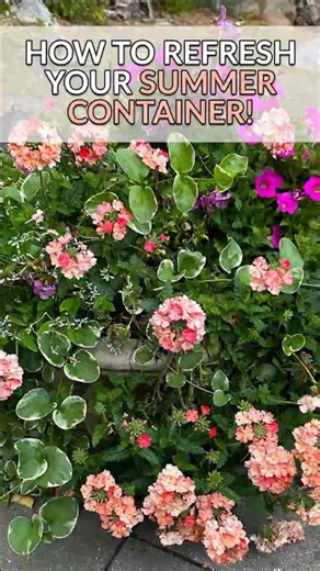 Don't Throw Out Your Container Plants - Refresh Them Instead & This is How!