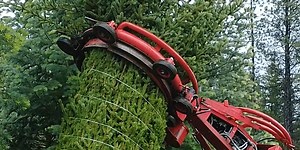 How Christmas trees are harvested