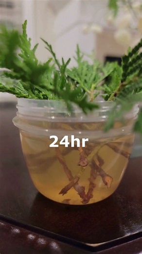 🌿 Willow Tree Water | Natural Rooting Hormone for Plant Cuttings