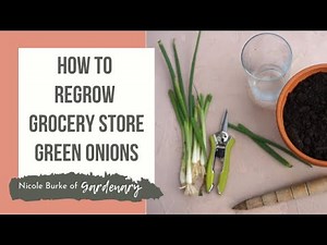 Growing Green Onions from Grocery Store Scraps