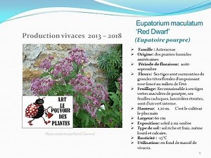 Conseil jardinage: Fiche technique: Eupatorium maculatum ‘Red Dwarf’ (Eupatoire pourpre):