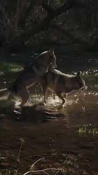 Wolves Mating Season