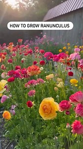 1.3M views · 24K reactions | Prepping and planting out ranunculus corms with @meadowsflowerfarm 1️⃣Soak corms in water for 3–4 hours. Change the water hourly to keep it fresh. 2️⃣ Once plump, place in a Bootstrap Farmer 1020 deep tray with moist soil to sprout. 3️⃣ Keep the soil moist, and after 3 weeks, plant outdoors under cover. #ranunculus #flowerfarming | Bootstrap Farmer | Facebook