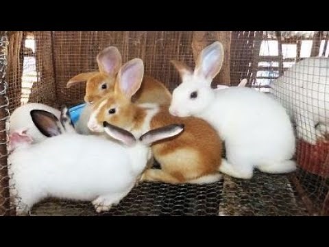 V5: Comment débuter l'élevage des Lapins 🐰 🐰