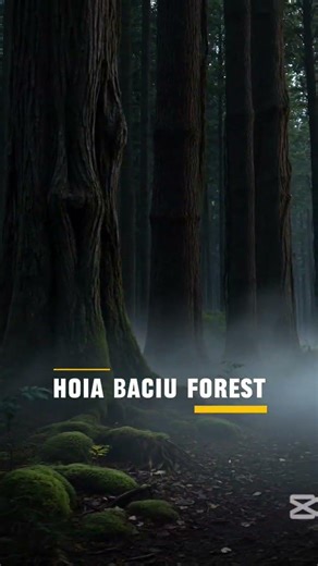 The Most Haunted Forest in the World?