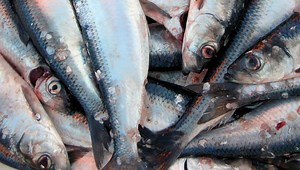 1.7M Rows of Fish Catches and the Birth of Fisheries Management