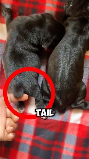 Breeds With Tail Docking: Shocking Facts You Need to Know! 🐶😮