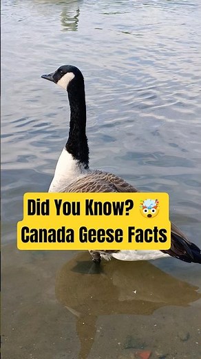 Amazing Canada Geese Facts 🦆 | Migration Secrets & Loyalty in Nature 4K