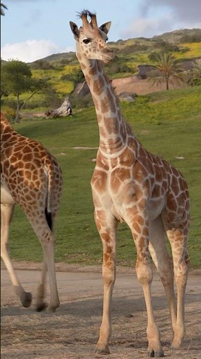 Golden hour with the giraffe tower 🌅