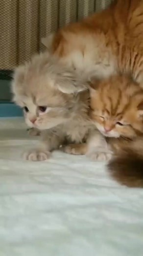 Playful Kittens Cuddling and Nuzzling Together
