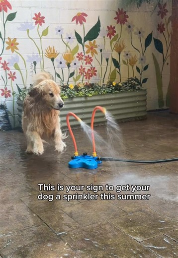 Golden Retriever Water Play: Energetic Dog Fetching in Pool
