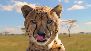 From Africa to Oceania, the most successful animal reintroductions on each continent