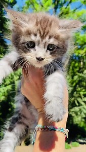 296 reactions · 26 shares | Our summer KITTENS are here and almost ready for their new homes! This beautiful boy is a silver tabby SMOKE Maine Coon and is so sweet! Come on down to the farm to meet him and his adorable brothers and sisters! foxhollowfamilyfarm.com  | Fox Hollow Farm | Facebook