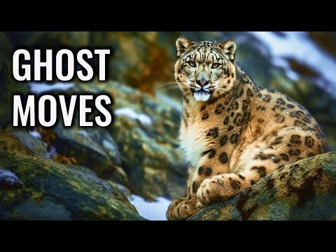 Snow Leopard Ghost: How It Disappears in Plain Sight