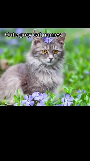 Cute grey cat names | Cute Cat Names