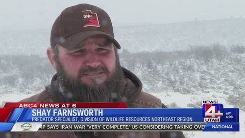 Get an up-close look at hibernating bear dens as biologists check for cubs | Haystack News