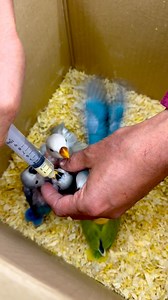 How to hand feeding love birds baby #Lovebirds #birds #love #parrot #bird | Probashi birds lover