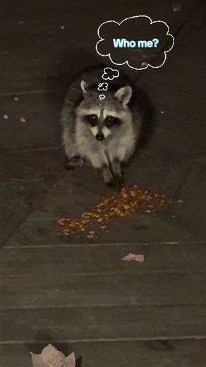 Building Trust with Baby Raccoon Notch at Night