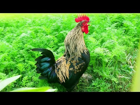Rooster Crowing Sound Effect Morning #roostercrowing #rooster #viralvideo