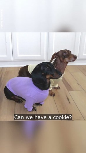 Comparing Cookie Rules at Home and with Grandparents