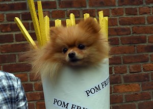 Why Do People Create Elaborate "Human" Voices for Their Pets? Hint: They May Be Lonely.