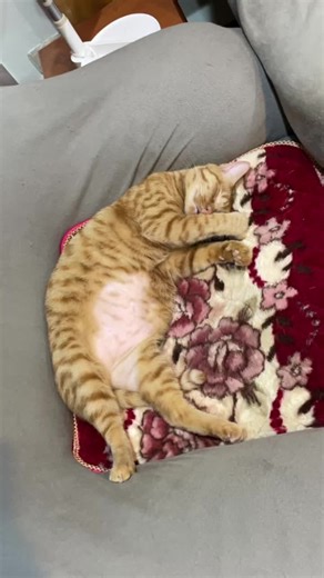 Gordon (@gordonwu98) 的影片使用了 Cute - Tik Tok