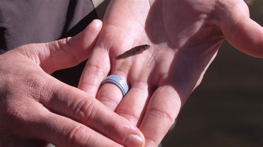 When the Evergreen Paper Mill in Canton, NC, closed in May 2023, over one thousand employees lost their jobs, and many residents worried about the town's economic future. Canton natives share remembrances of how pollution from the mill impacted the air and water quality of the Pigeon River. The town is just one year past the mill closing, and researchers are finding evidence that the river is recovering well, promising Canton's future as a tourist destination in North Carolina. (Note: Pactiv Eve