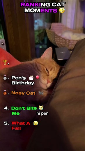 Ranking Funny Cat Moments🤣