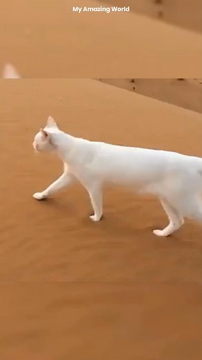 Why Do Cats Walk So Silently? #shorts #animals | Animals Recapped