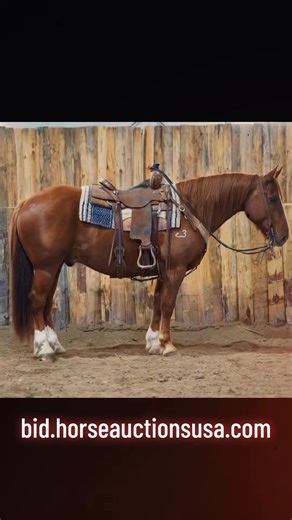 Reno County Stockyards Horse Sale WEDNESDAY! South Hutchinson, Kansas! #horseauctionsusa #horsesale #horses #horseauction | Horse Auctions USA