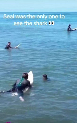 Surfers and Great White Sharks: What You Need to Know