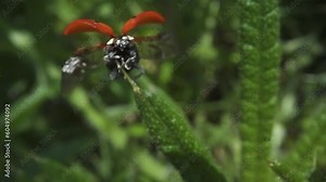 Ladybug opens its wings and flies away