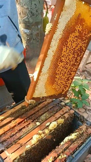 Beekeeping Shorts | Honey Harvest Step By Step #beekeeper #bee #beekeeping #harvestinghoney