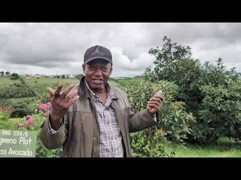 PART II: BILIONEA WA PARACHICHI AWAKOSOA VIJANA – MAKOSA WANAYOFAYA BAADA YA KUPATA MTAJI WA KWANZA