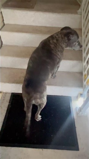 Helping My 14-Year-Old Pitbull Walk… She Tried So Hard ❤️