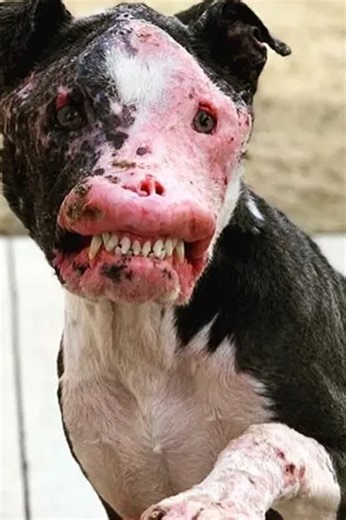 253K views · 1.9K reactions | Chernobyl's Dogs: Mutations and Shocking Genetic Changes #chernobyl #mutations #genetics | Most Amazing Top 10 | Facebook