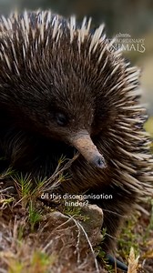 57K views · 1.9K reactions | We’re crowning echidna babies with the...