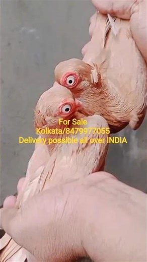 Fancy pigeons for sale in KOLKATA, delivery all over INDIA 🇮🇳