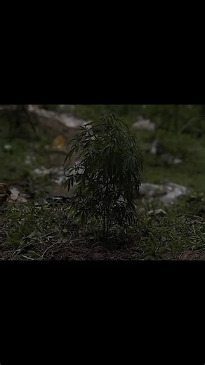 Parte 20 - Adiós y buena suerte 1 #okupas #final #cineargentino🇦🇷 #rocknacional #creatorsearchinsights