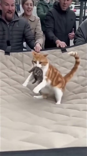 Mother Cat Jumps from a Smoke-Filled High-Rise to Save Her Kitten 🐱💨🐾