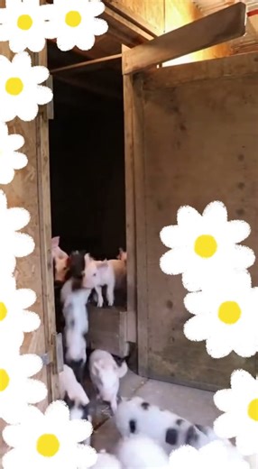 How Could Anyone Survive With One Million Pigs? 🐖 #funny #funnyimages #alligator