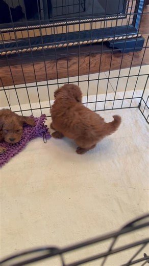 24 reactions | • “Just a micro mini Goldendoodle living her best puppy life ” | Goldendoodle Kennels | Facebook