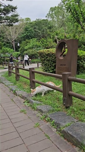 [SO CUTE] You met the cutest cat in Seoul 🇰🇷 | #CuteAnymals, #Shorts, #FunnyAnimals, #DailyDoseofJoy