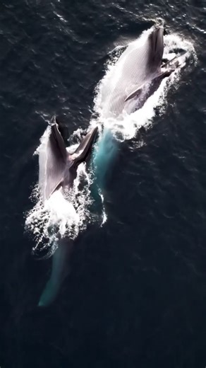 196K views · 10K reactions | A pair of fin whales feeding in synchrony. : Mike Nulty These slender and streamlined giants can swim to speeds up to 25 mph (40 kmh), making them one of the quickest of all the whales, and earning themselves the nickname “greyhounds of the sea." Fin whales belong to the parvorder of baleen whales (Mysticeti), and are the second largest species on Earth after the blue whale! | Ocean Conservation Research - OCR | Facebook