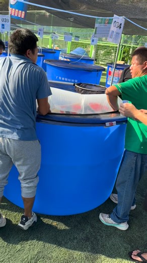 Predatory Fins ® | Rare & Exotic Fish Store on Instagram: "What do you think this Showa is worth? #aquarium #aquariumhobby #monsterfish #fishtank #bigfish #koi #koifish #koilovers"